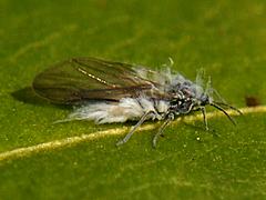 Woolly Aphid